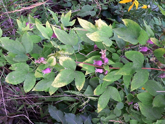 {Clematis sp}